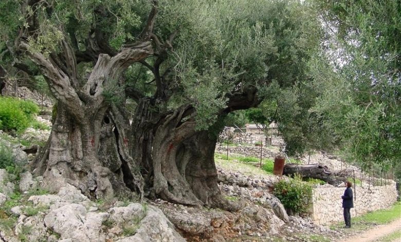 عمرها 5 آلاف سنة تعرف على أقدم شجرة زيتون في فلسطين صور سواليف