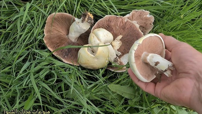 حالات تسمم بسبب تناول الفطر البري السام في لواء الكورة